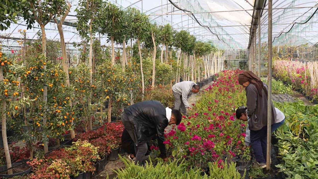 Muğla'nın Beyobası'nda Süs Bitkisi Projesi İle Yerel Kalkınma