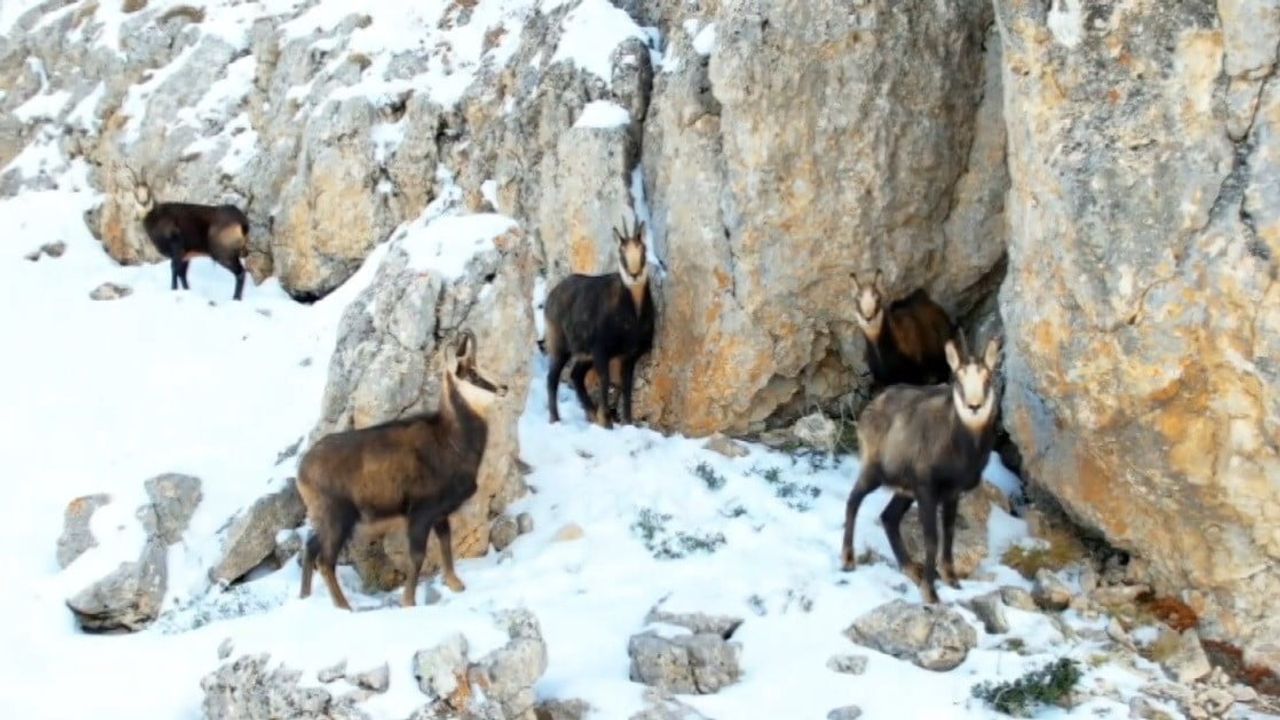 Munzur Dağları'nda Şamualar Görüntülendi