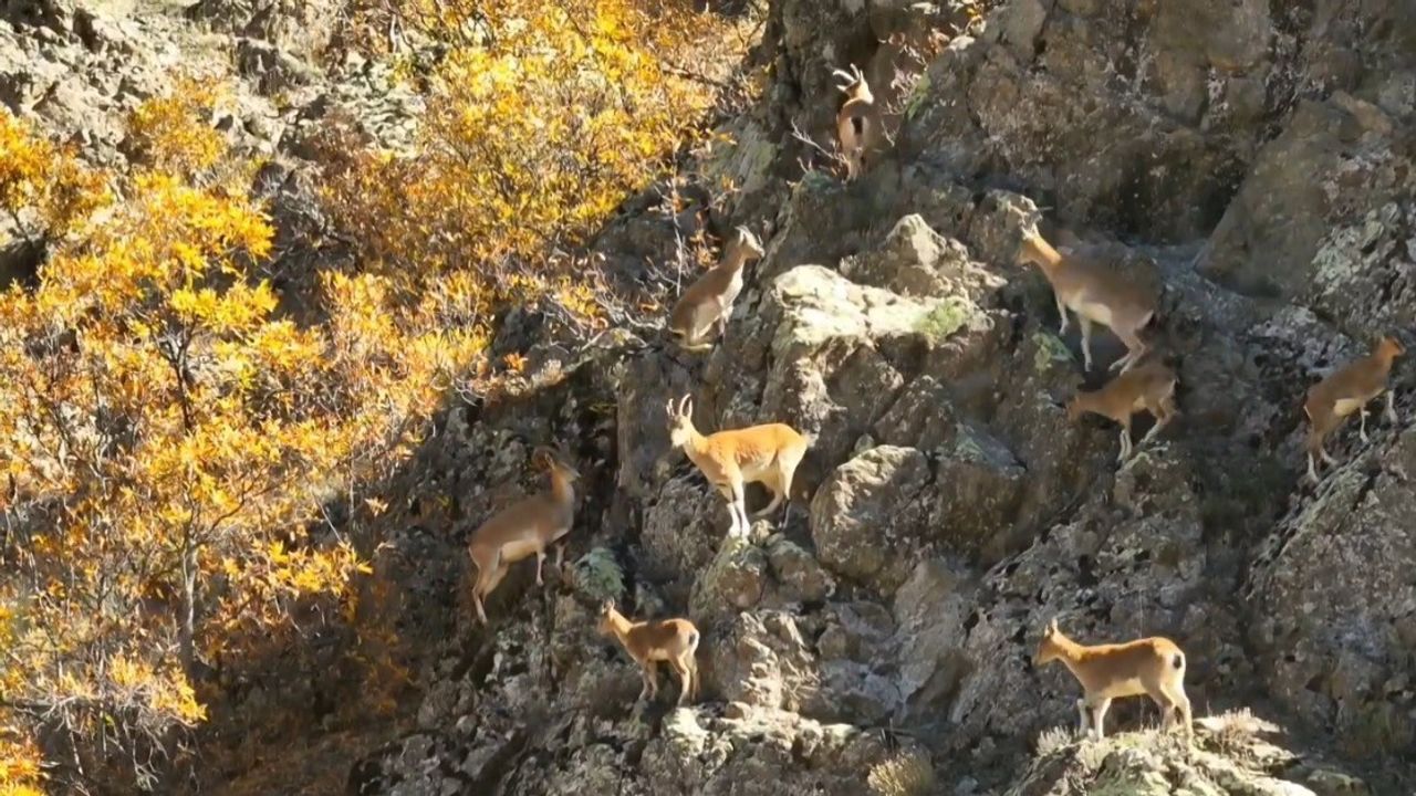 Munzur Dağları’nda Yaban Keçileri Görüntülendi