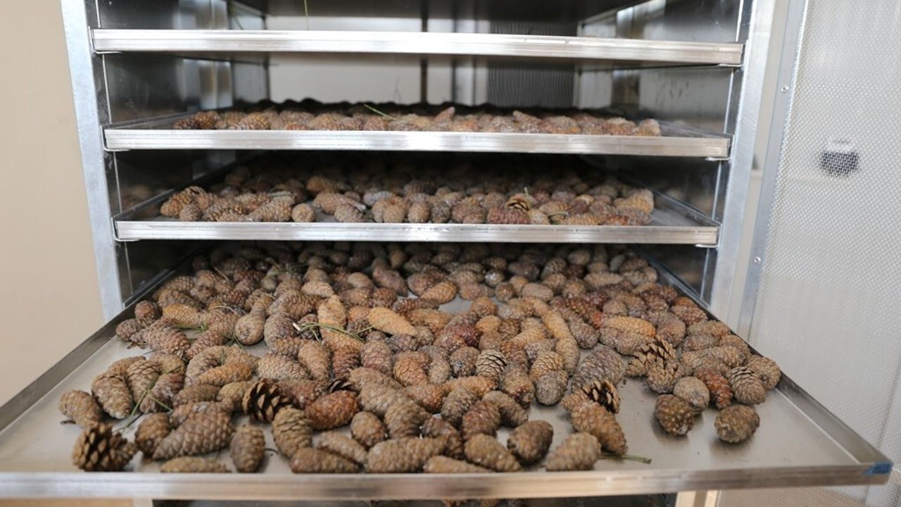 Muradiye Orman Fidanlığıyla Geleceğe Nefes