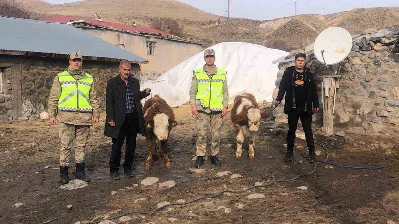 Muş'ta Çalınan İki Büyükbaş Hayvan Bulundu