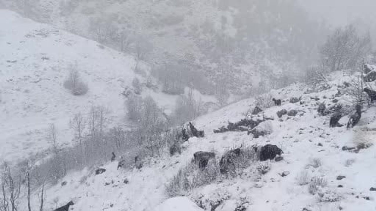 Muş’ta Kar Yağışı Hayatı Olumsuz Etkiledi