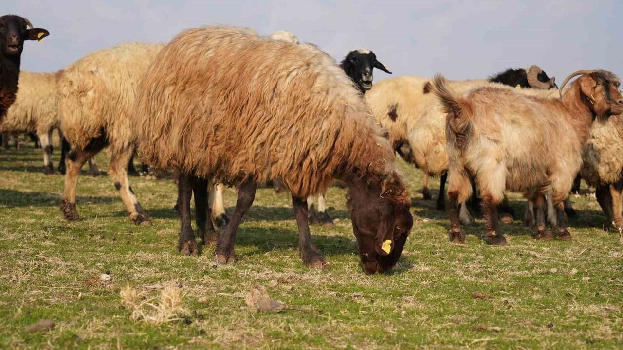 Muş’ta Kar Yağışının Eksikliği Hayvan Besicilerine Avantaj Sağladı