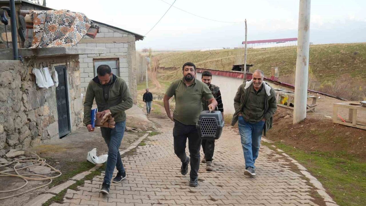 Muş'ta Yaralı Atmaca Tedavi Altına Alındı