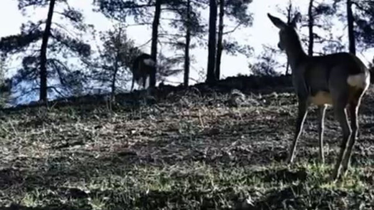 Nadir Görülen Tek Boynuzlu Karaca Tekirdağ'da Gün Yüzüne Çıktı