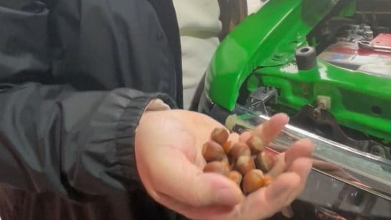 Off-Road Aracında Sincapın Fındık Depolaması