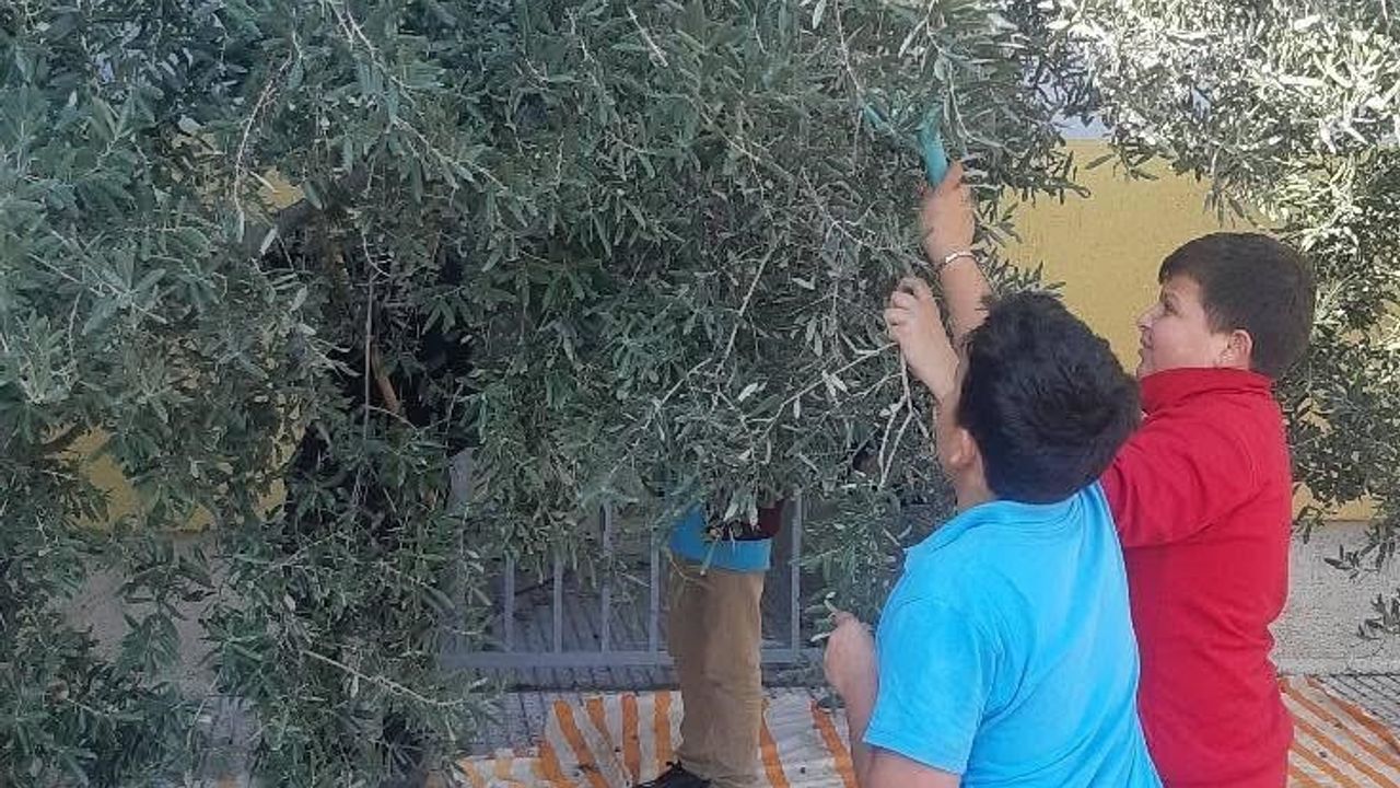 Öğrenciler Zeytin Hasadı Yaparak Tarımsal Deneyim Kazandı