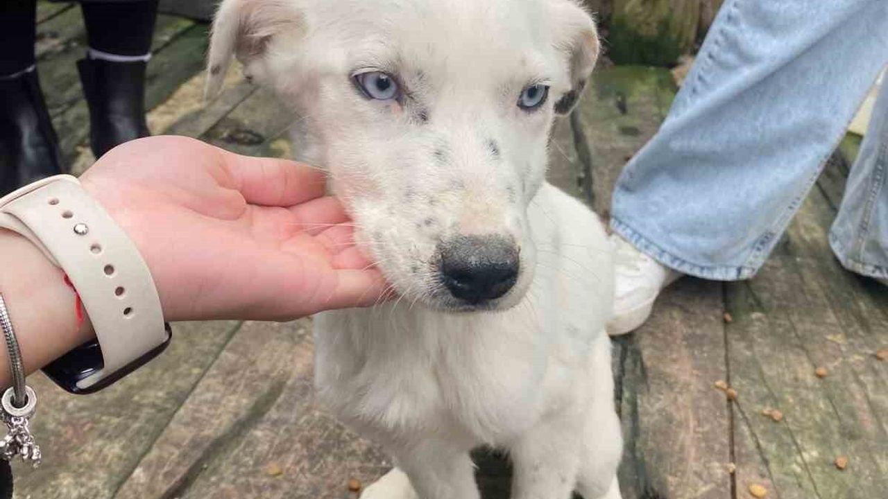 OMÜ Öğrencilerinden Sokak Hayvanlarına Mama Desteği