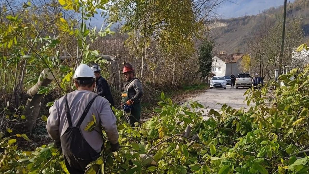 Ordu'da Elektrik Tellerine Temas Eden Ağaç Dalları Kesildi