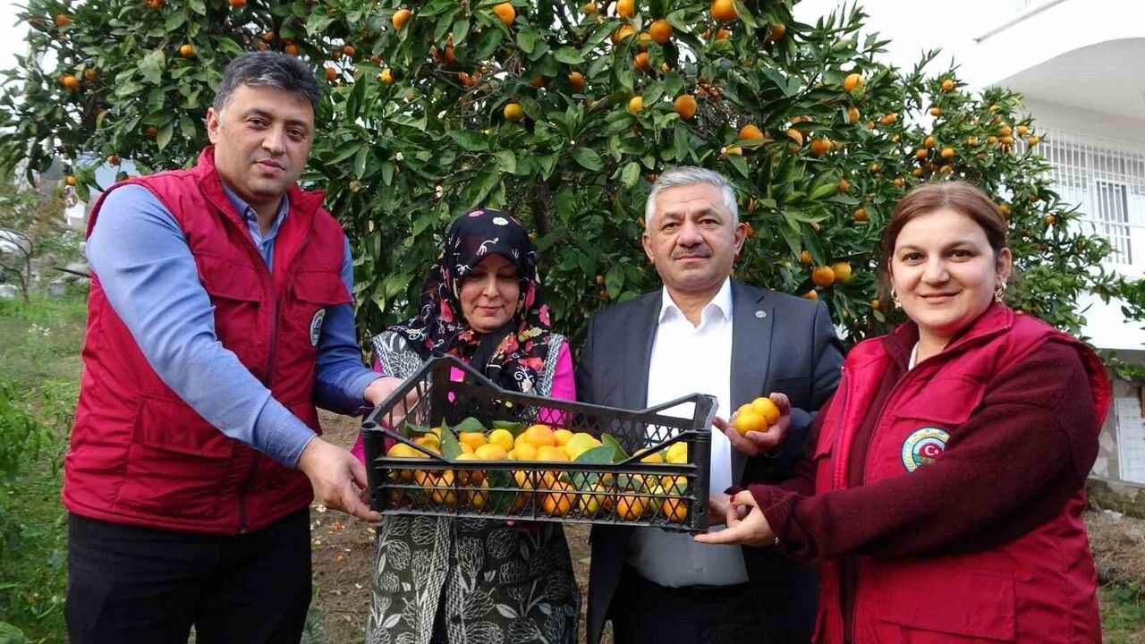 Ordu'da Narenciye Hasadı Başladı
