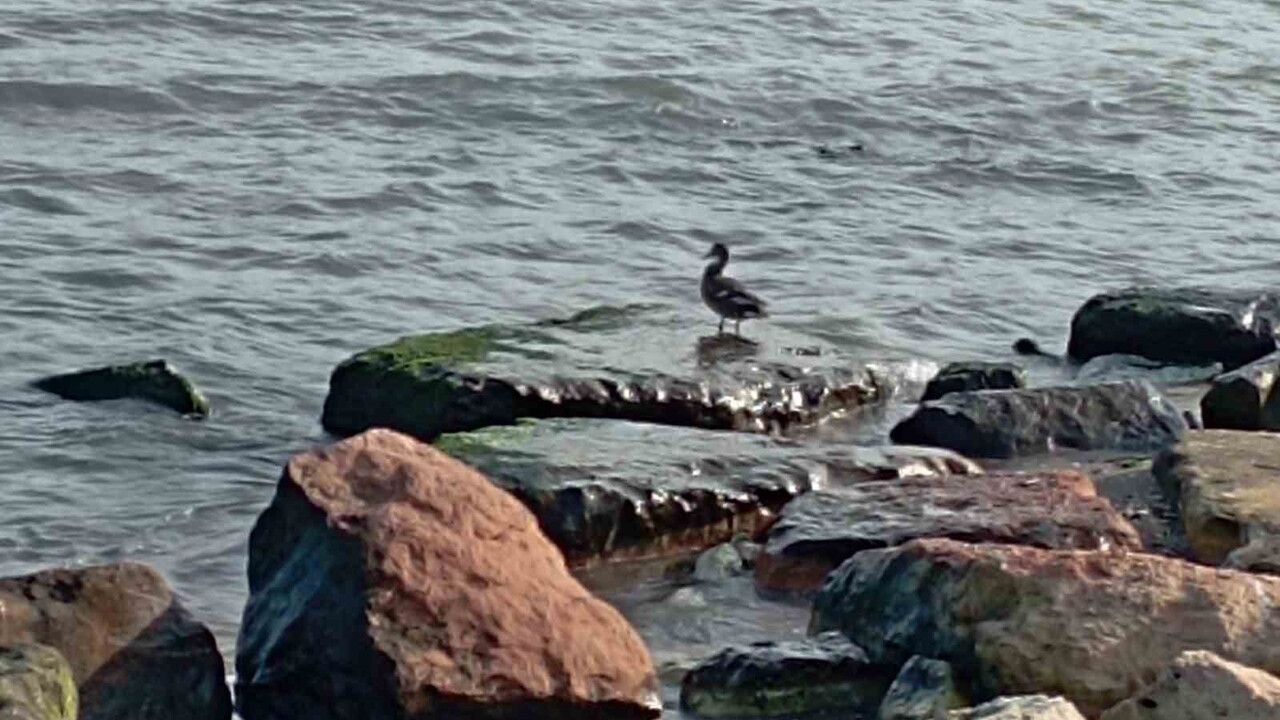 Ordu'da Yaban Ördekleri Şöleni
