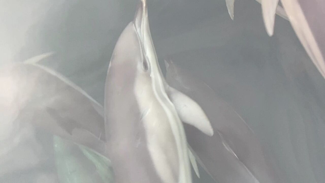 Ordu'da Yunusların Tekne Yarışı Görsel Şölen Yarattı