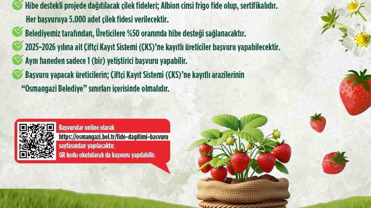 Osmangazi'den Çiftçilere Hibe Destekli Çilek Fidesi