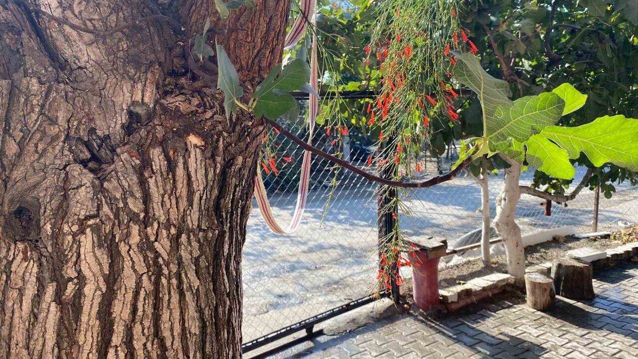 Osmaniye'de Dut Gövdesinde Yetişen İncir Ağacı