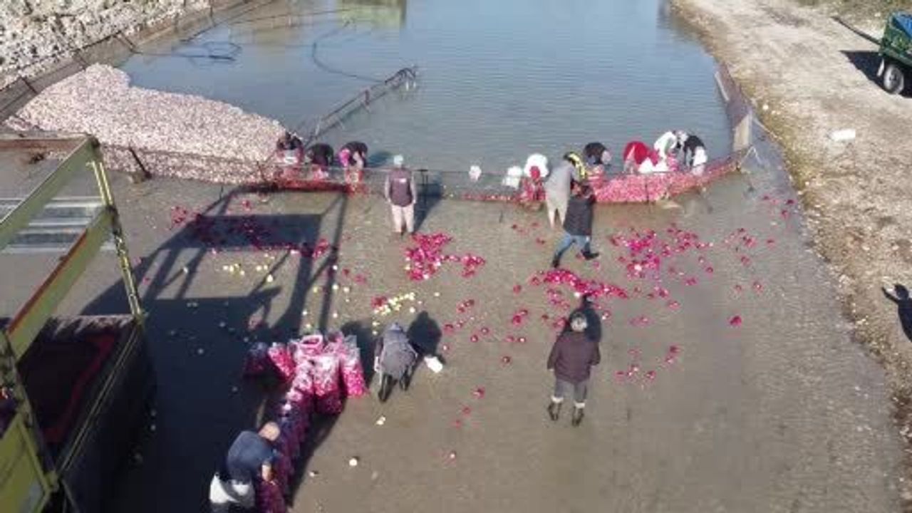 Osmaniye'de Kadınların Turp Hasadı Çabaları