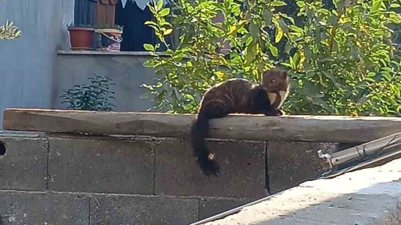 Osmaniye'de Nadir Görülen Sansar Güneşlenirken Yakalandı