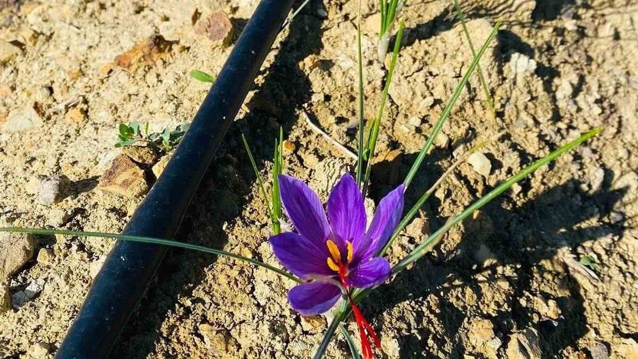 Osmaniye'de Safran Üretimi Yükseliyor