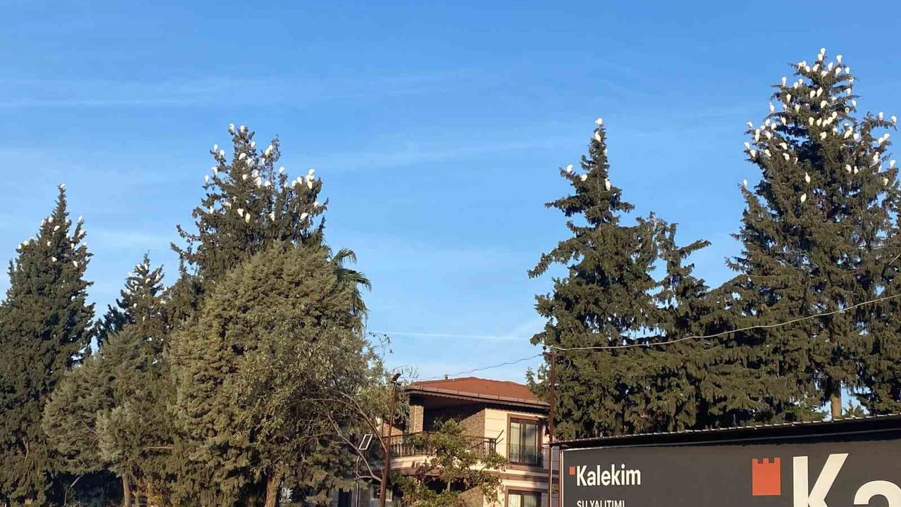 Osmaniye'de Sığır Balıkçıllarının Kış Konaklaması