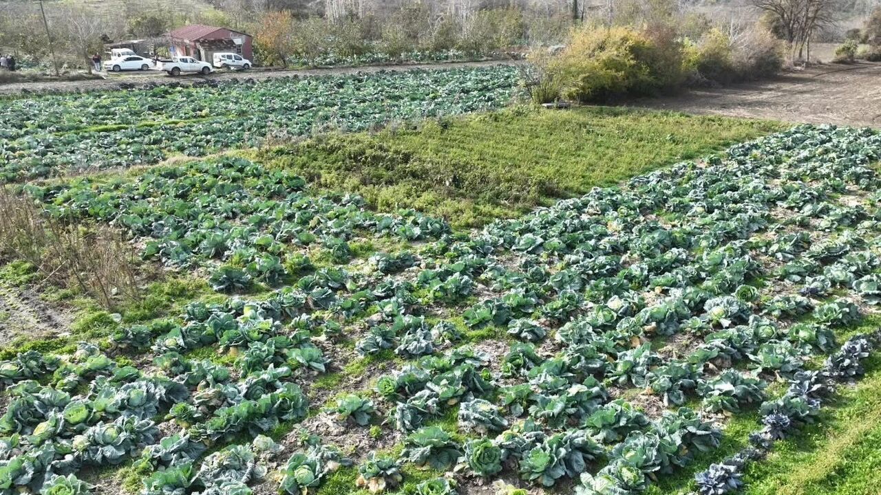 Osmaniye'de Yerli Lahana Hasadı Gerçekleşti