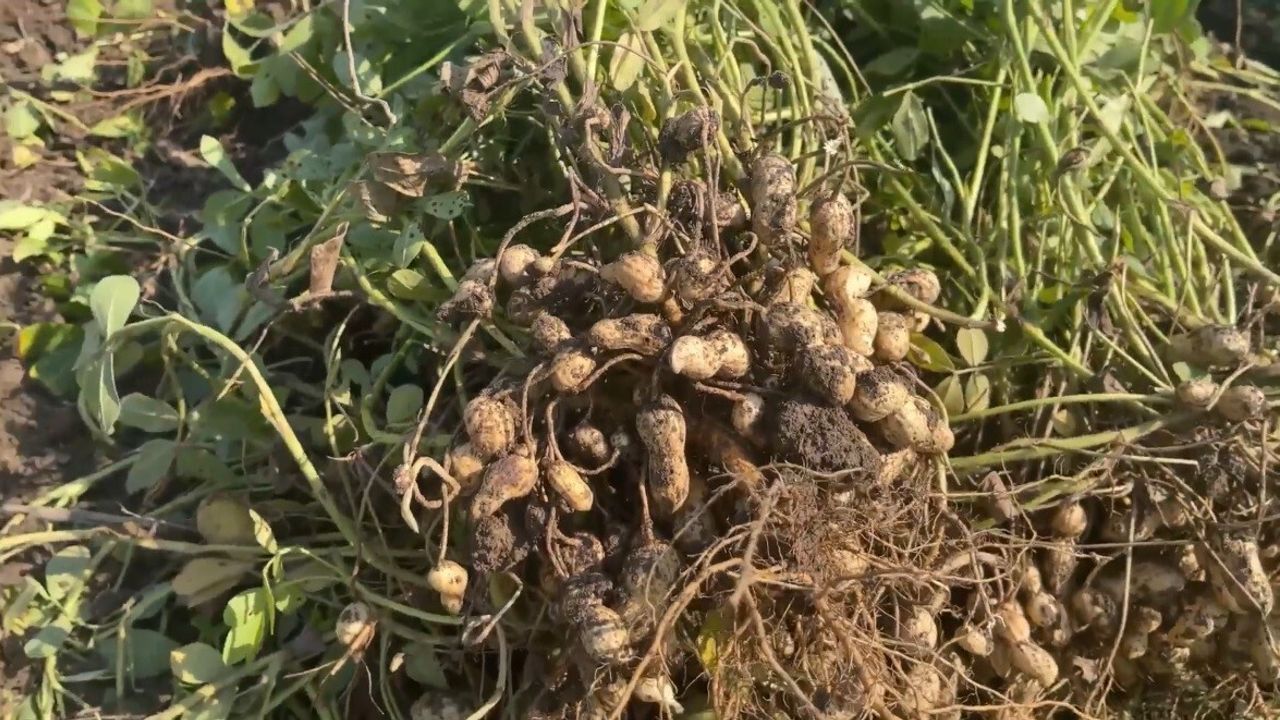 Osmaniye'nin Yer Fıstığı: Hem Çerez Hem Hayvan Yemi