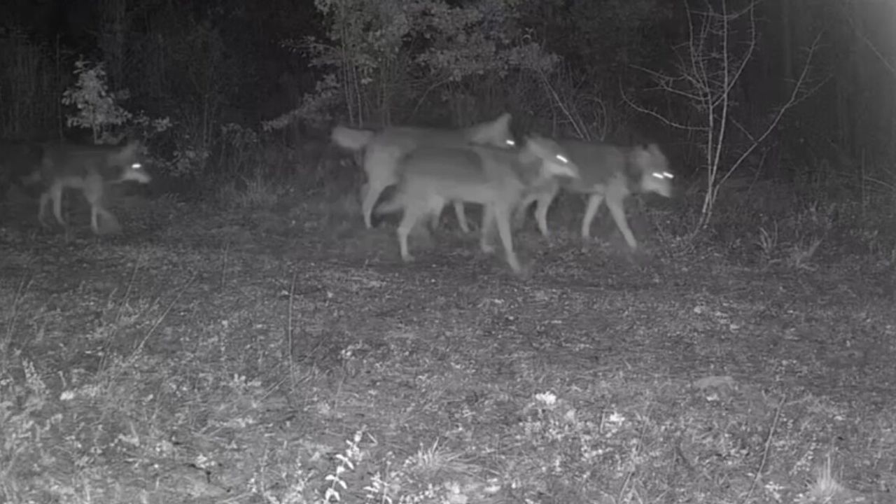 Ovacık’ta Yaban Hayatı Görüntülendi