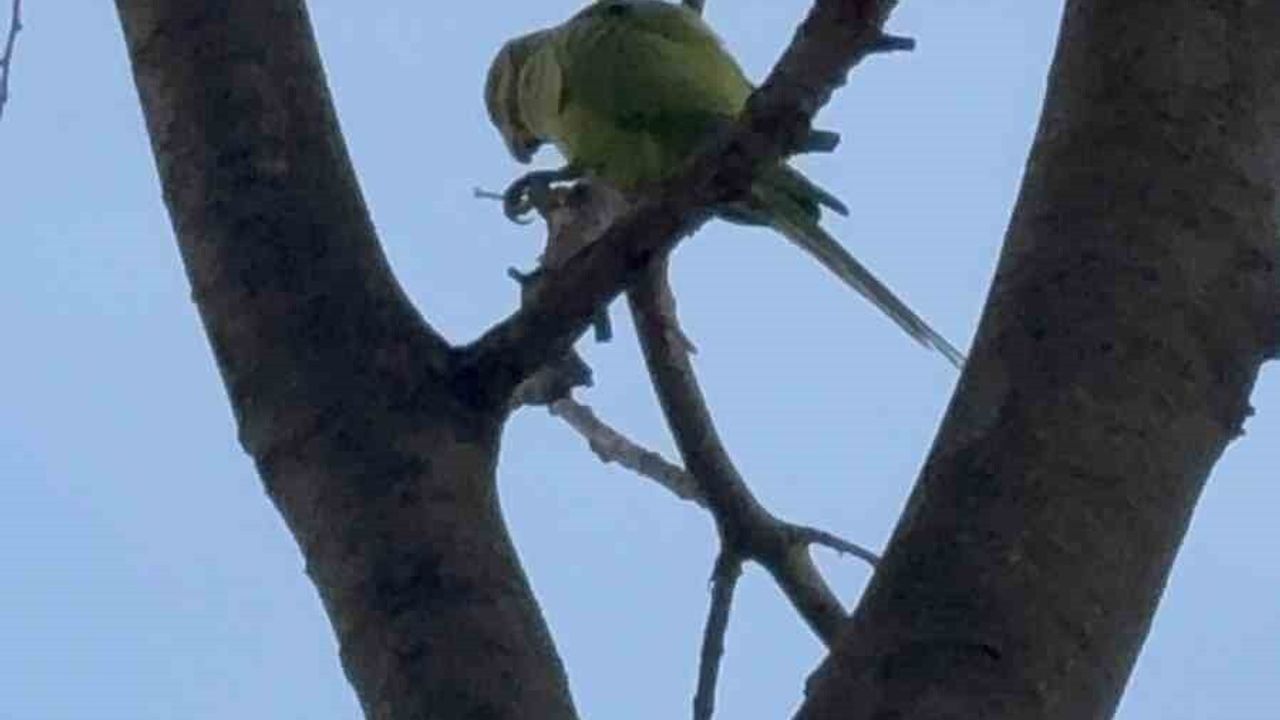 Pakistan Papağanları Samsun Adliye Bahçesinde
