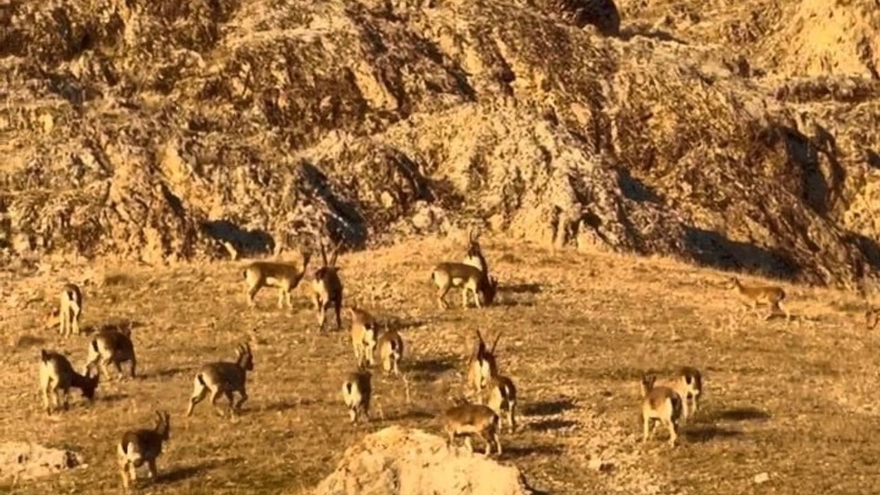 Palu Kalesi'nde Nesli Tükenmekte Olan Dağ Keçileri Görüntülendi