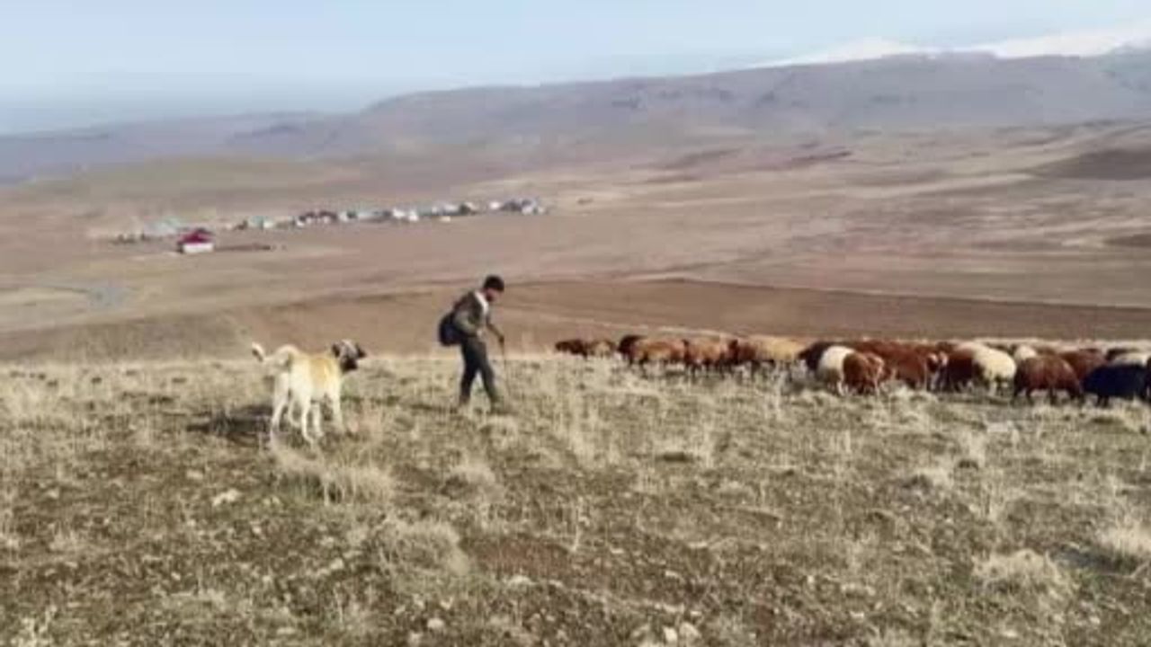 Patnos'ta Kar Yağmaması Çiftçilere Rahatlık Getiriyor