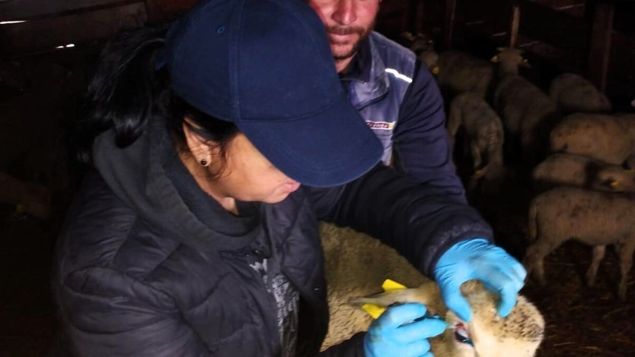 Pınarhisar'da Küçükbaş Hayvanların Sağlık Kontrolleri Gerçekleştirildi