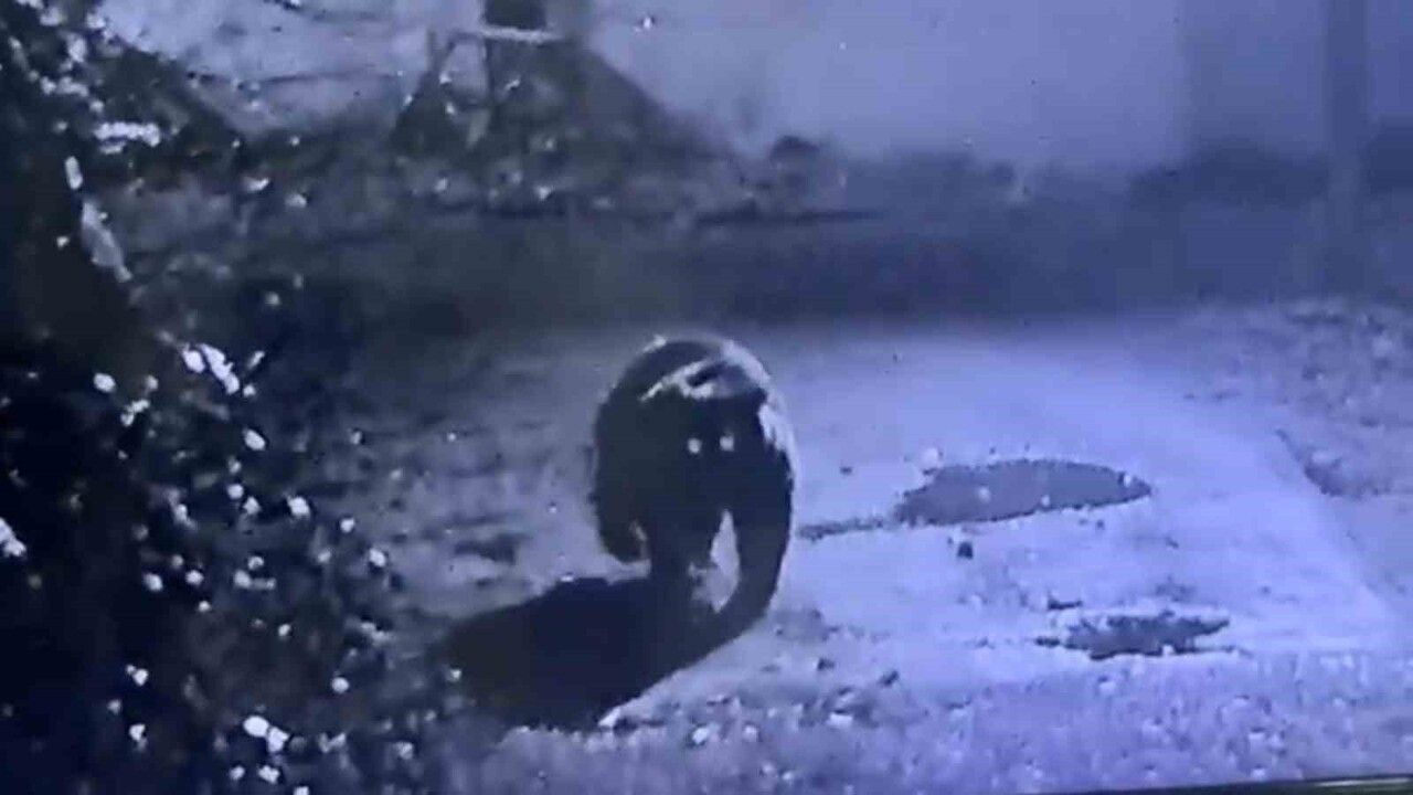 Rize'de Avcıların Kaçırdığı Ayı Güvenlik Kamerasında Görüntülendi