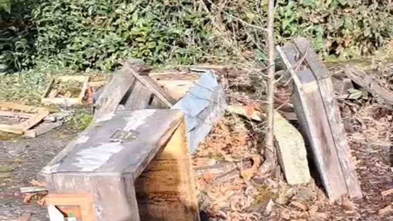 Rize'de Ayı Saldırısı Bal Üreticisini Zorda Bıraktı