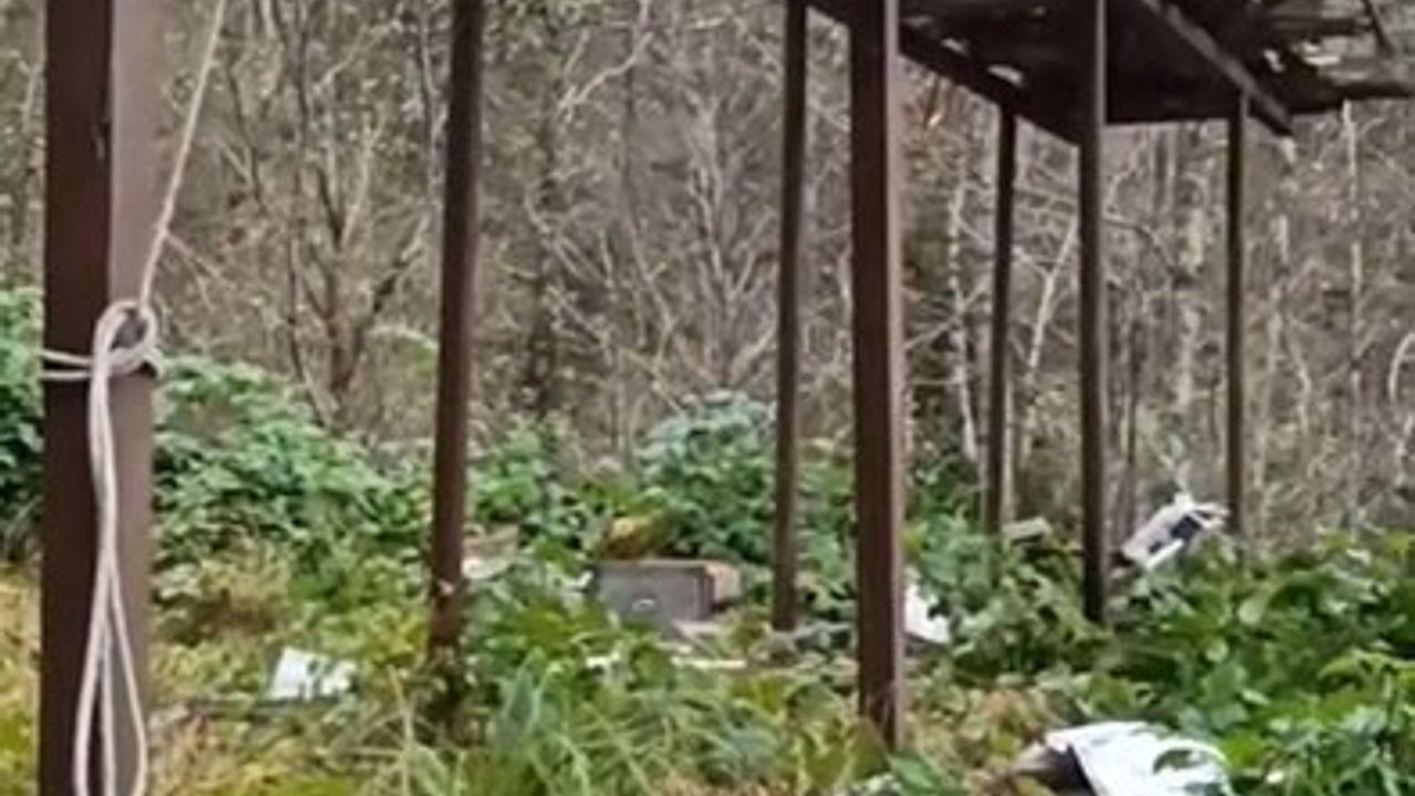 Rize'deki Ayı Sorunu: Arıcılar Önlem Alsada Başarısız