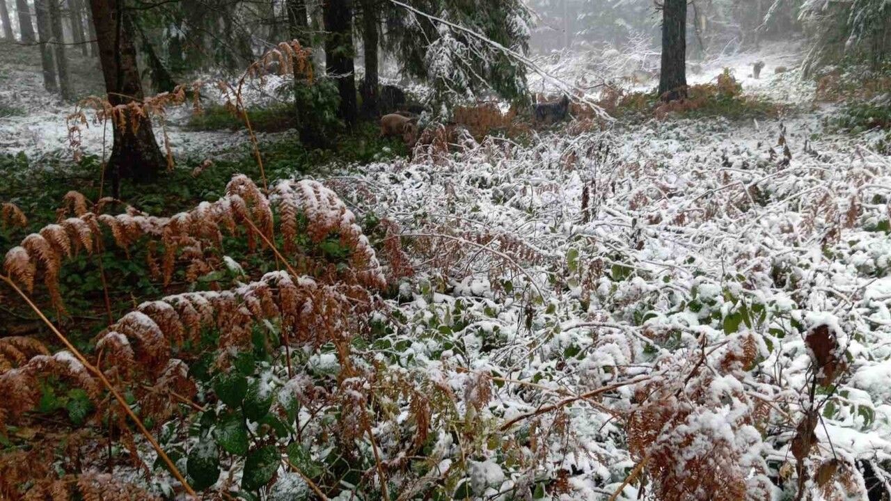Sakarya'nın Yüksek Kesimleri Karla Kaplandı
