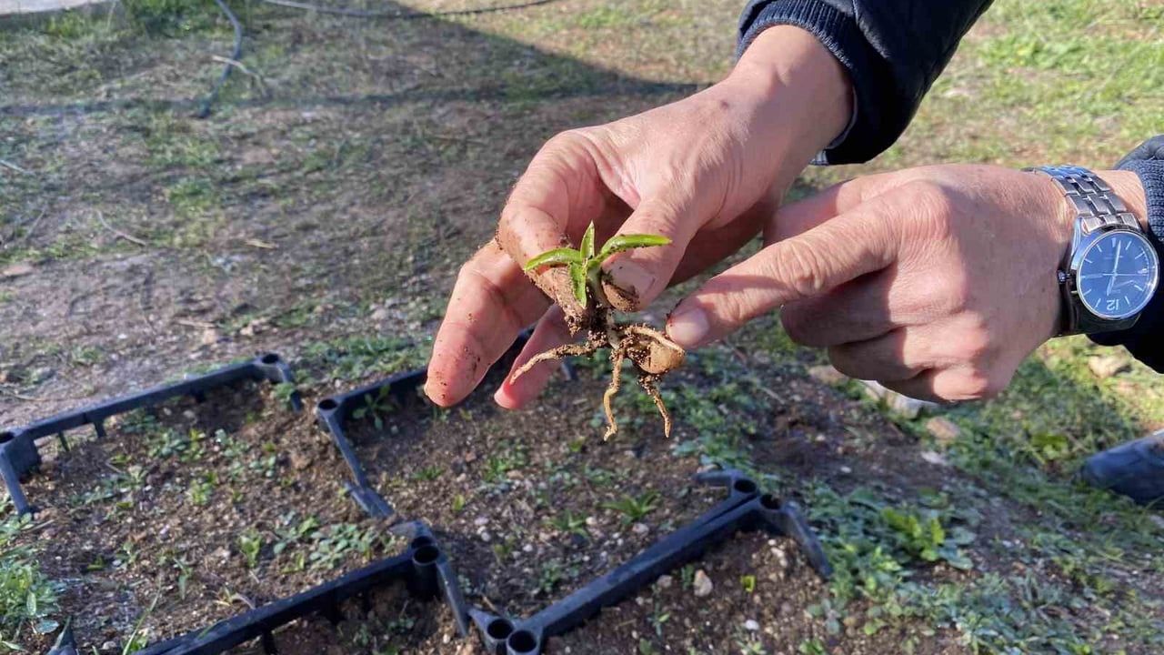 Salep Üretimi Eskişehir’de Yeniden Hayat Buluyor