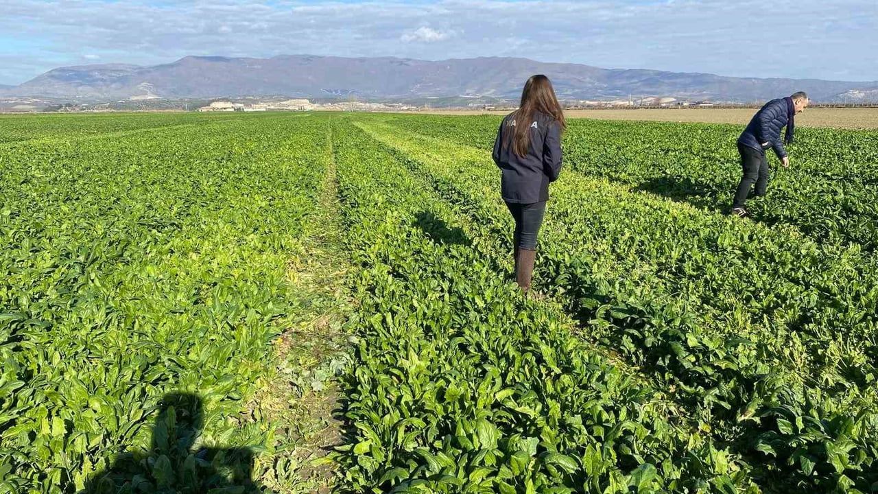 Salihli'de Kış Sebzeleri Kontrolleri Devam Ediyor