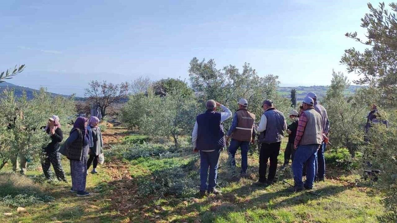 Salihli'de Ücretsiz Zeytin Budama Kursu Başlıyor