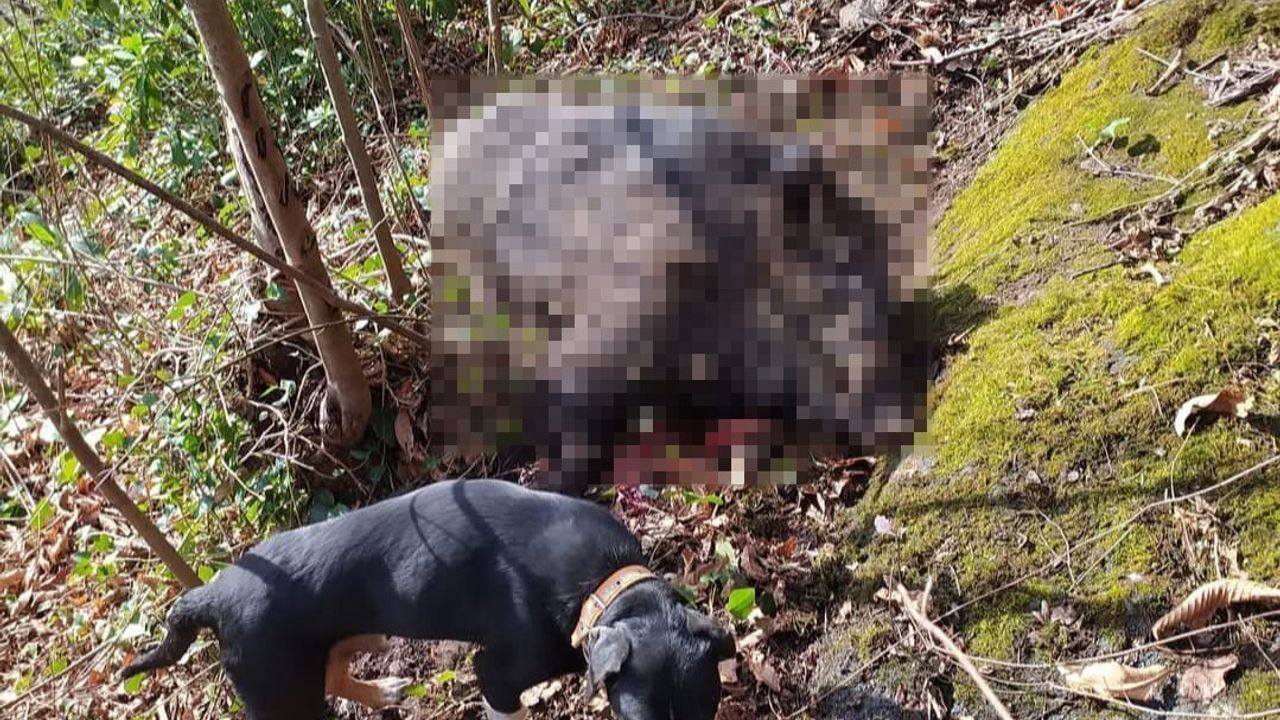 Samsun'da Domuz Popülasyonu Artıyor: Avcılıkla İlgili Talepler Artmakta