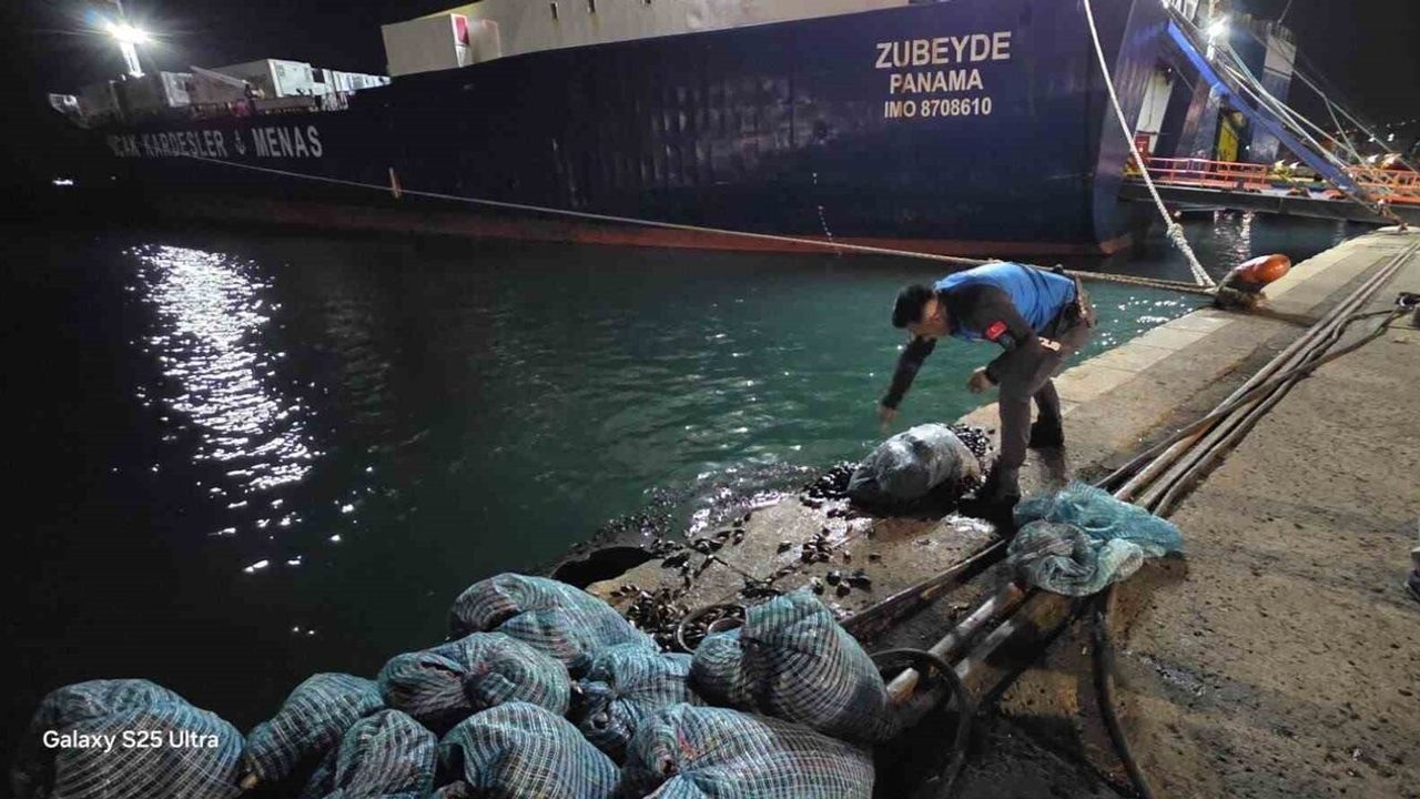 Samsun'da Kaçak Midye Operasyonu