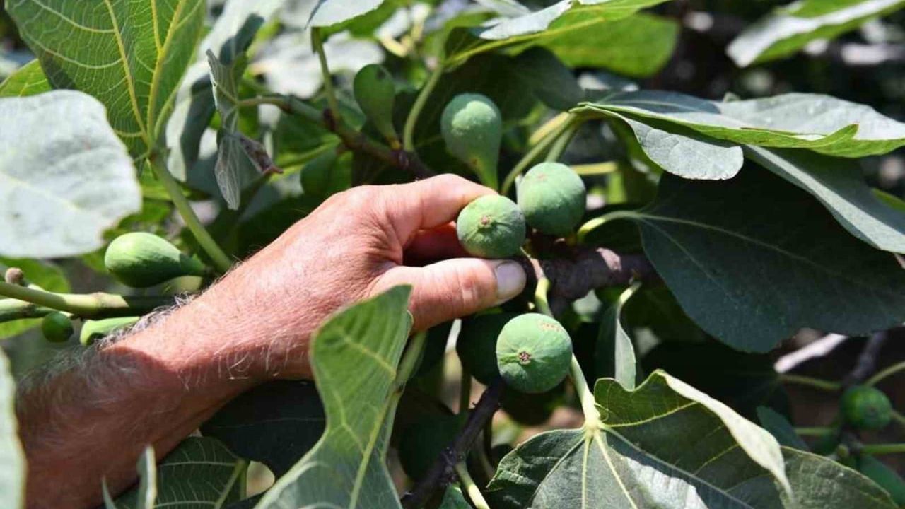 Samsun'da Tarımsal Desteklerle Üretim Artıyor