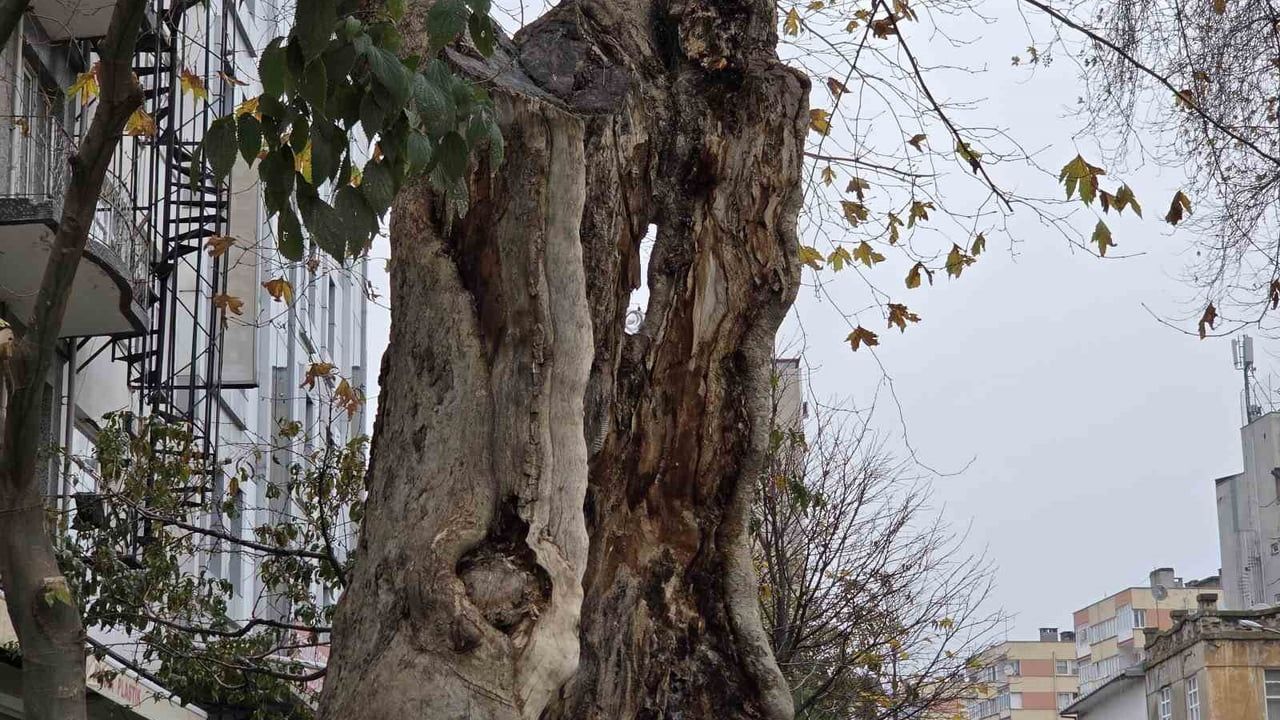 Samsun'daki Anıt Çınar Ağacı Hayatta Kalma Mücadelesi Veriyor