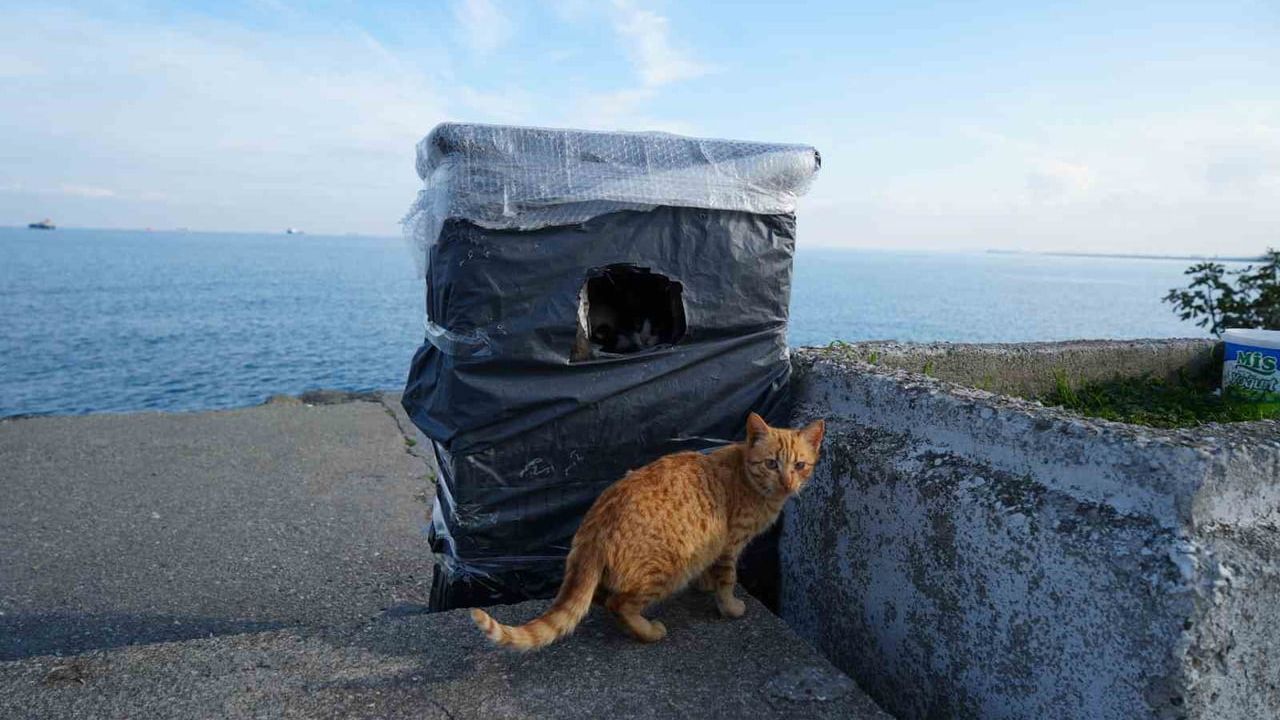 Samsun Sahilinde Kedilere Sıcak Yuva İmkanı