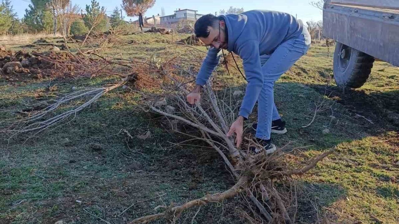 Sandıklı'da Badem Fidanı Dikimi