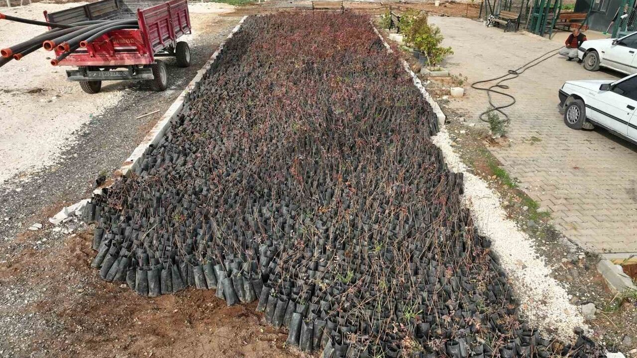 Şanlıurfa Büyükşehir'den Çiftçilere Hibe Fıstık Fidanı Desteği