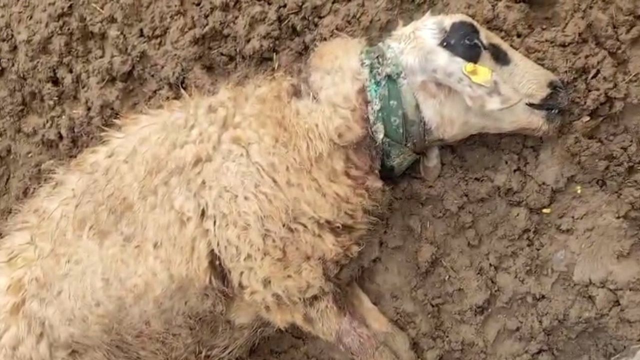 Şanlıurfa'da Kurt Saldırısı: 18 Koyun Telef Oldu