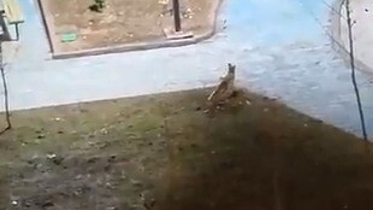 Şanlıurfa'da Tilki Seferi: Kent Merkezine İndiler