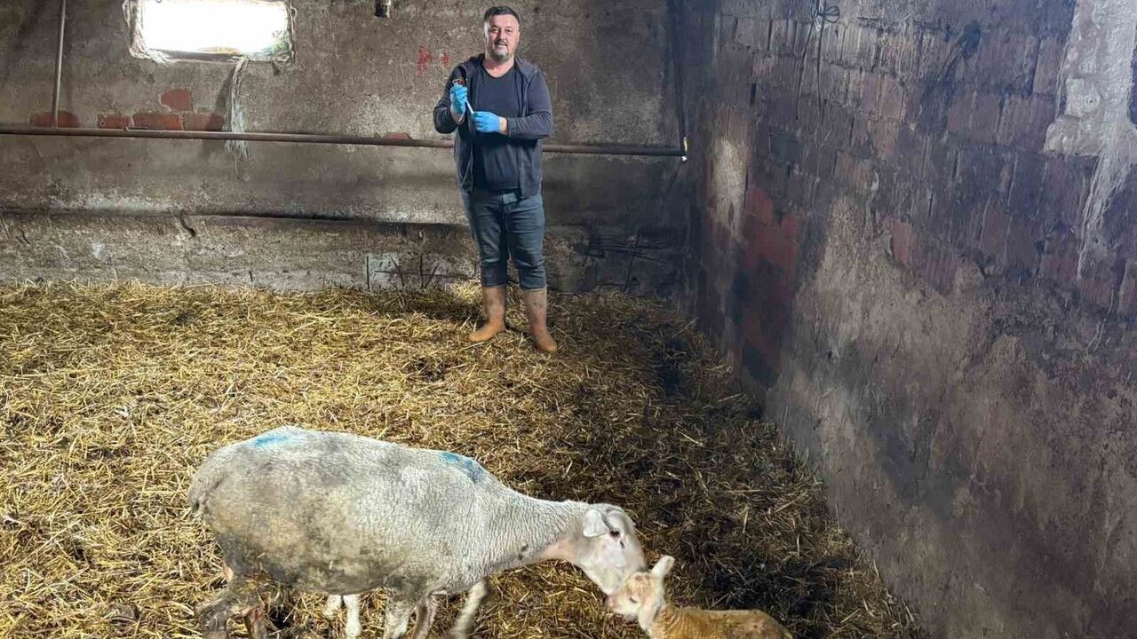 Şap Hastalığı Üreticileri Vuruyor, Destek İhtiyacı Artıyor