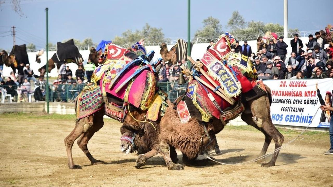 Şap Karantinası Deve Güreşlerini Tehdit Ediyor