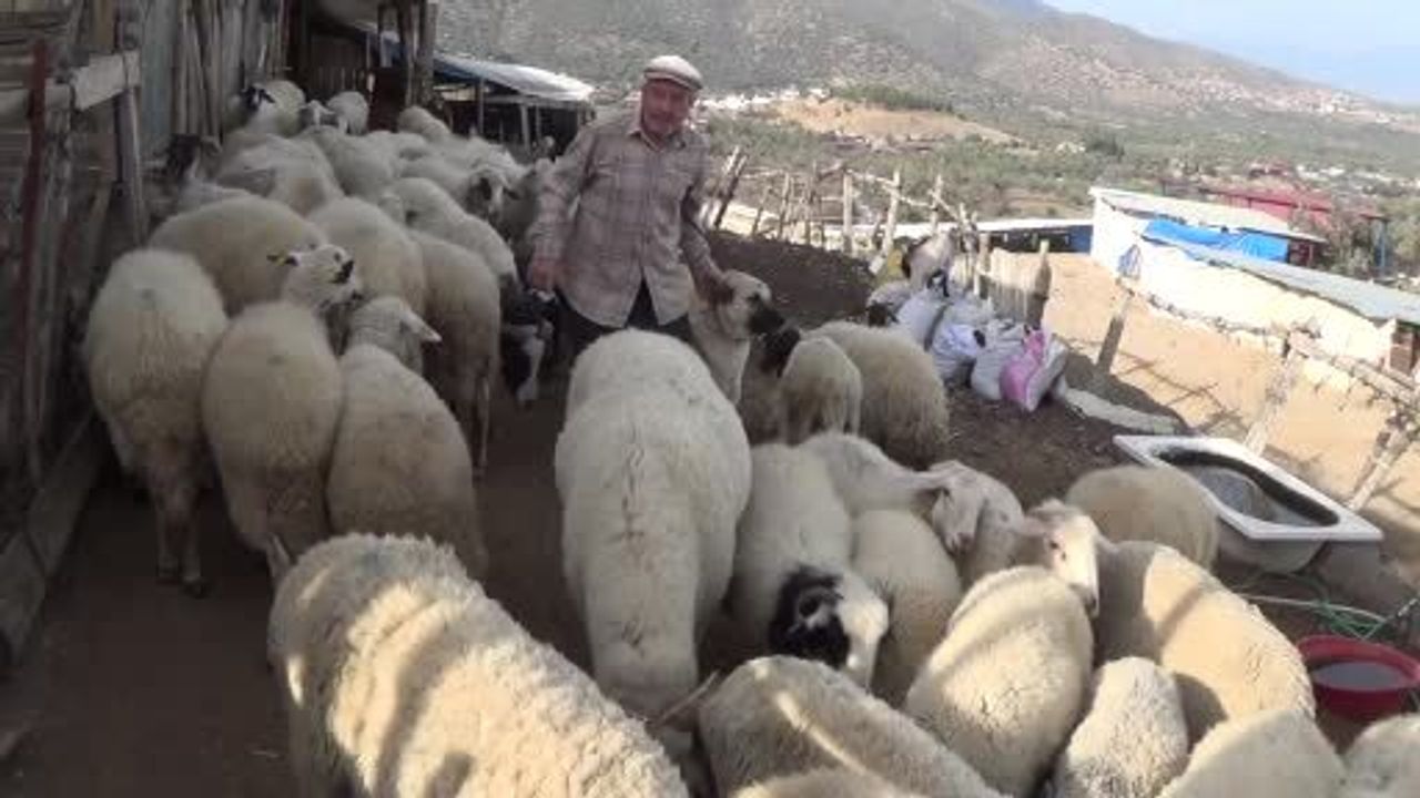 Şap Karantinası Hayvancılığı Zorluyor