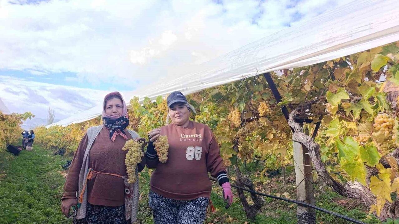 Sarıgöl’de Aralık Ayında Üzüm Kesimi Devam Ediyor