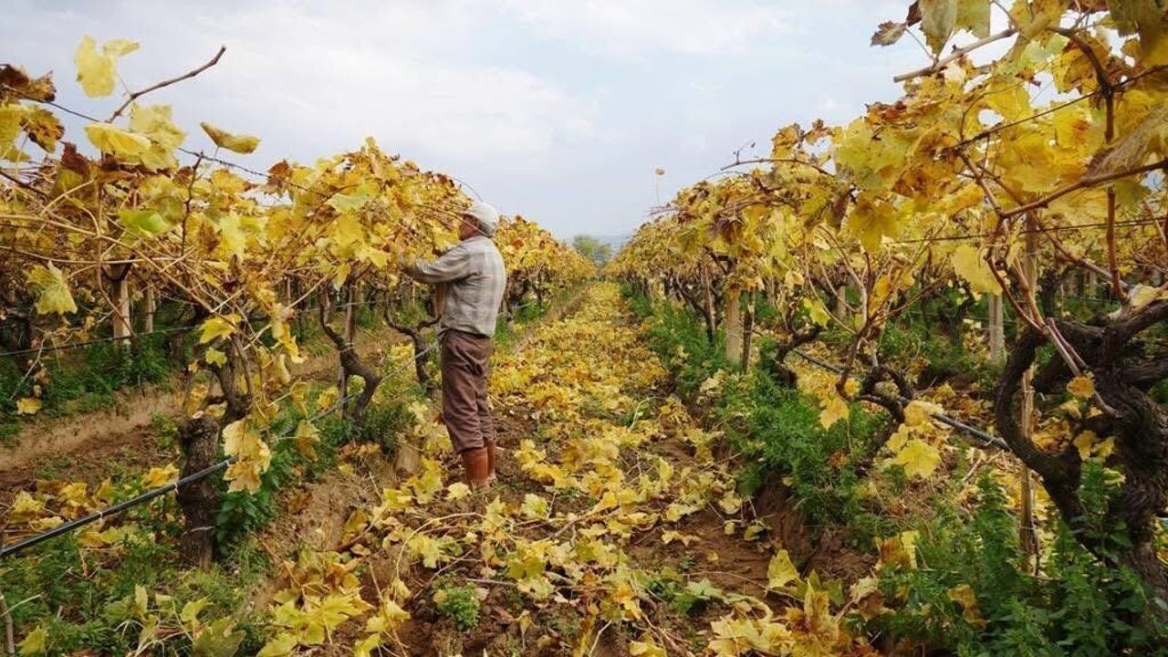 Sarıgöl’de Budama Çalışmaları Devam Ediyor